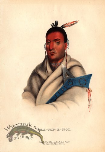 (image for) Waa-top-e-not