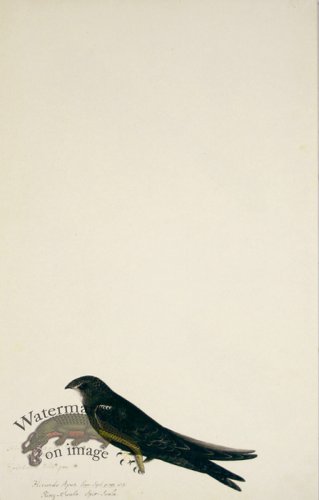 83 Swedish Birds . Hirundo Apus, Common Swift