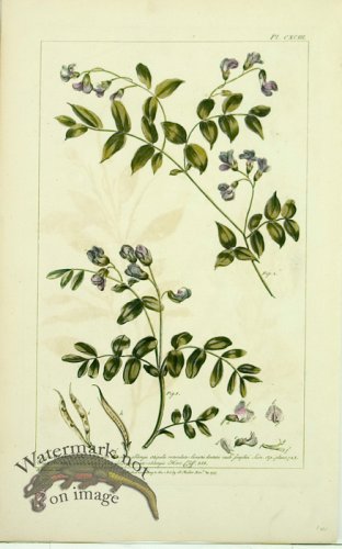 (image for) Philip Miller 118