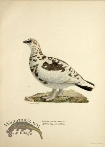 (image for) Swedish Birds 15