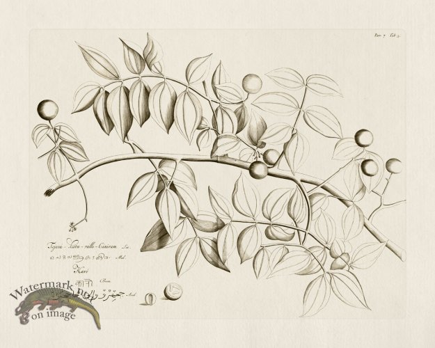 (image for) HORTUS VOl 07 05