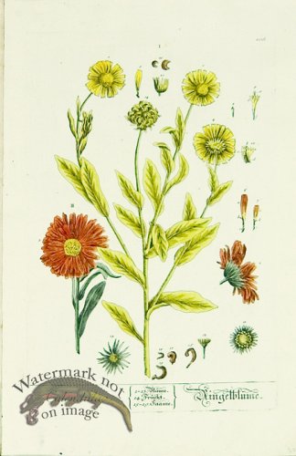 (image for) Blackwell German 172