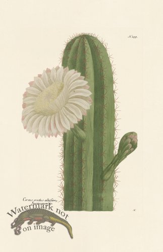 (image for) Weinmann PL 355