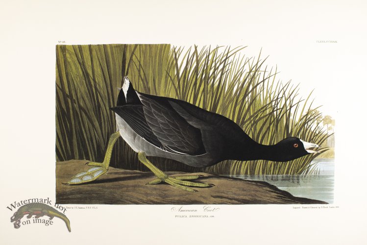 American Coot
