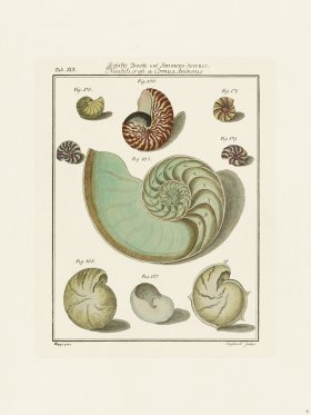 Martini Shells 008