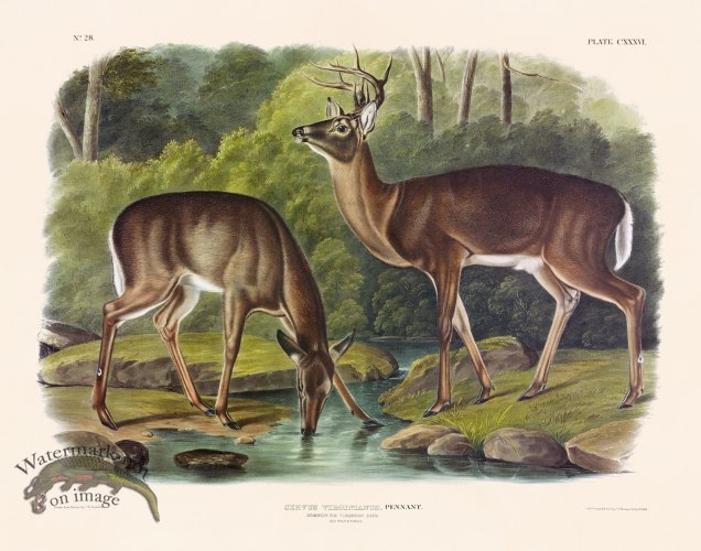 (image for) 136 Virginian Deer