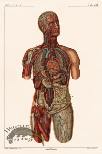 (image for) Laskowski Anatomy 08