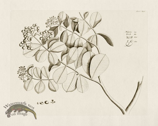 (image for) HORTUS VOl 05 27