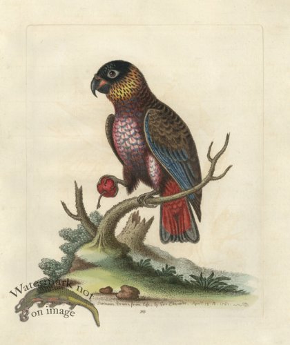 (image for) Edwards Parrot 35.jpg