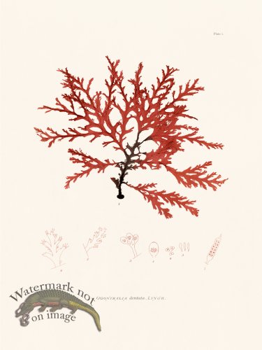 (image for) Bradbury Seaweed 001