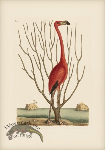 (image for) 073 Pink Flamingo