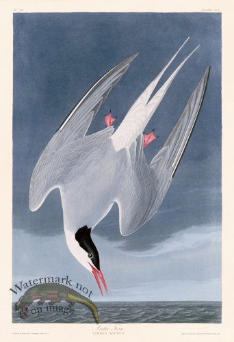(image for) 250 Artic Tern