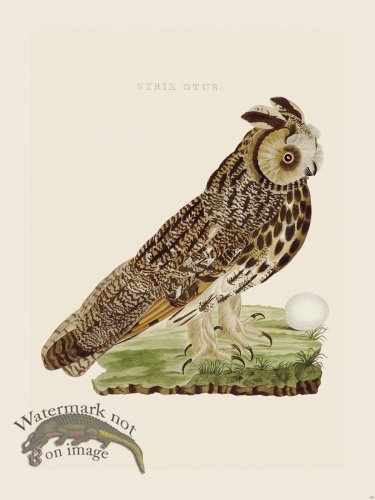 (image for) Nozeman Bird 105