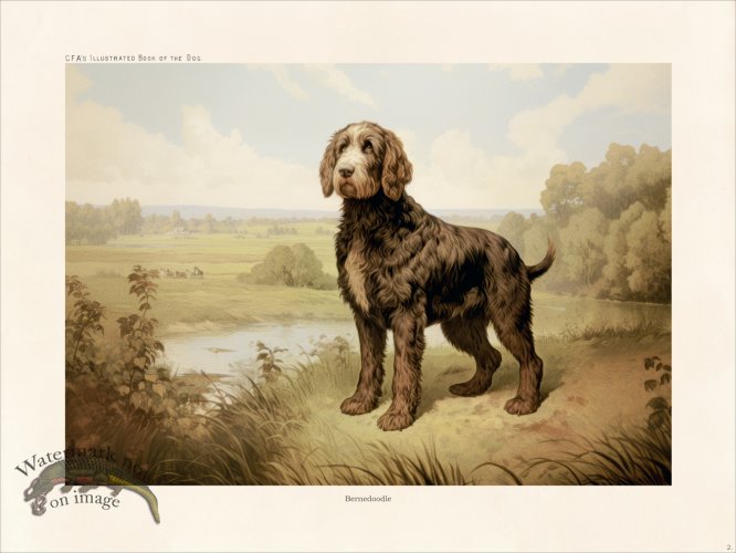 (image for) CFA Dog Bernedoodle 02