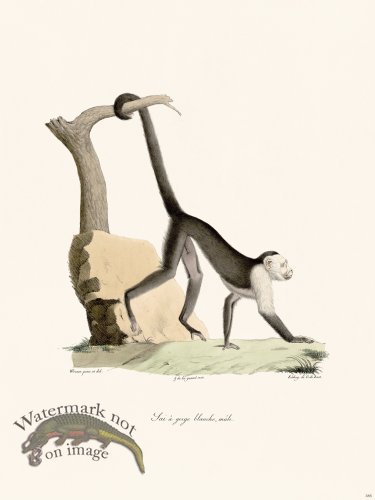 (image for) Cuvier 385 White-Throated Sai