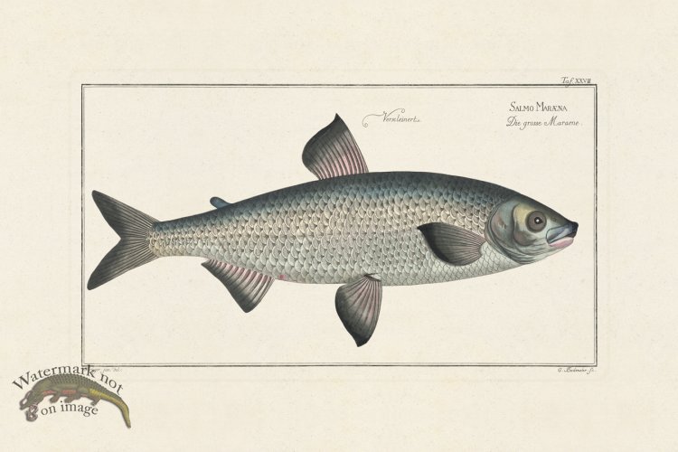 (image for) BLOCH FISH 027