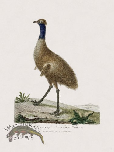 01 New Holland Caffowary