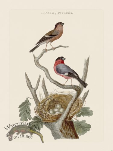 (image for) Nozeman Bird 187