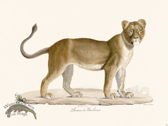 (image for) Cuvier 093 Lioness Of Barbarism