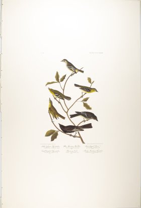 Little Tyrant Fly-Catcher