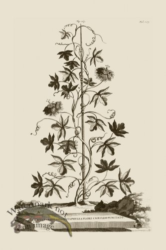 (image for) Abraham Munting 163