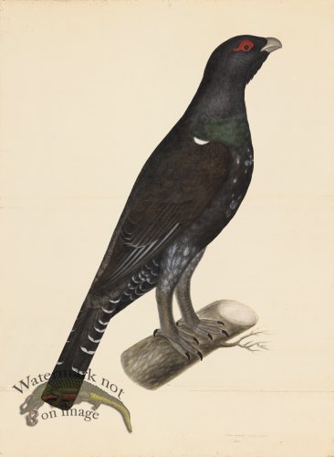 CAPERCAILLIE COCK . PL 7