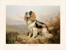 CFA Dog Cavalier King Charles Spaniel 05