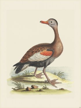 Edwards 194 Red-bill'd Whistling-Duck