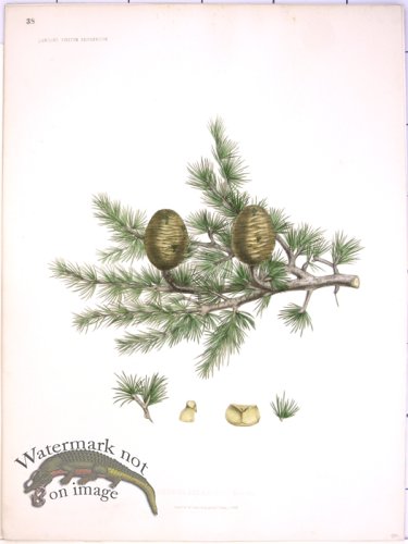 (image for) Lawson Pine Cone 27