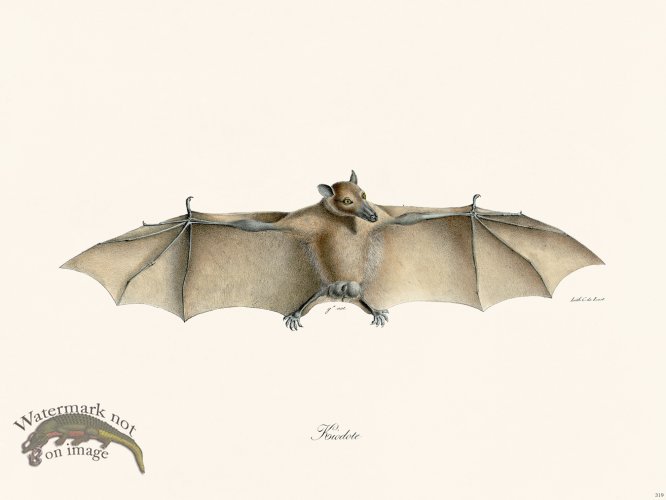 (image for) Cuvier 319 Kiodote