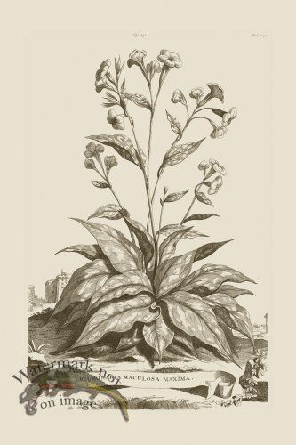 (image for) Abraham Munting 232