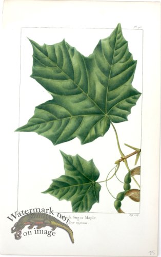 (image for) 33 Black Sugar Maple