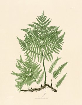 (image for) Bradbury Fern 28