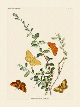 Wilkes Butterflies 118