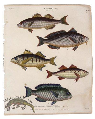 (image for) Corvina Parrotfish