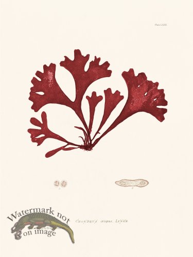 (image for) Bradbury Seaweed 063