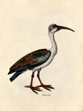 Hadada Ibis - Tribute Bd 28