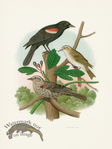 Thomas Gentry Bird 27