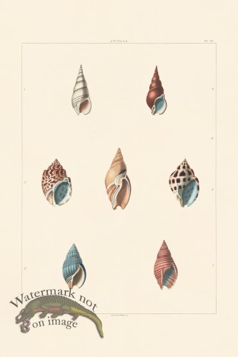 (image for) Perry Shell 31