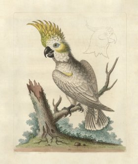 Edwards Parrot 37.jpg