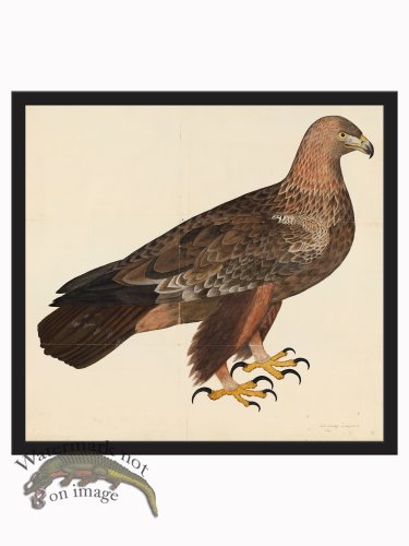 (image for) Rudbeck CFA_BF 05 Eagle