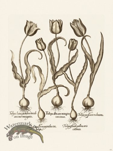 (image for) Besler 068 B1