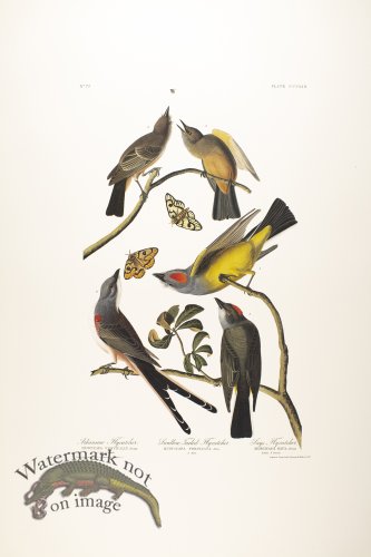 (image for) Arkansaw Flycatcher