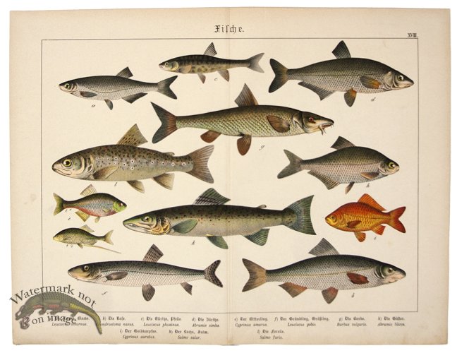 (image for) Atlantic Salmon Brown Trout
