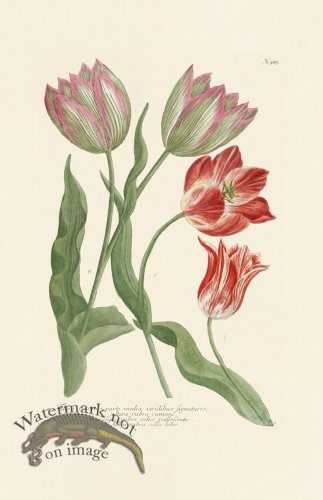 (image for) Weinmann Pl 987