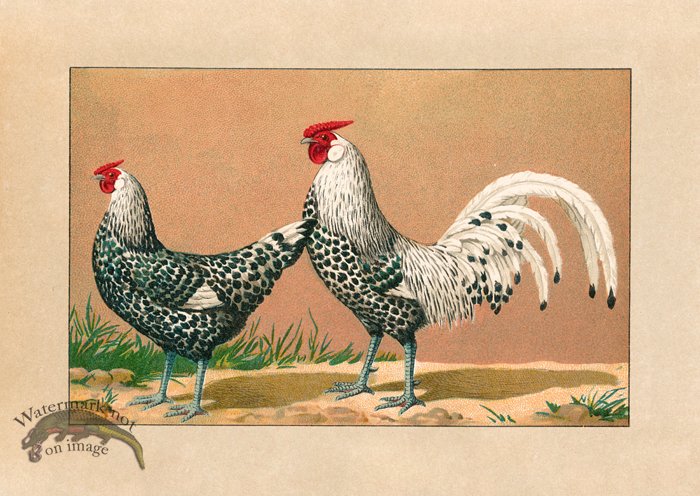 (image for) Chicken 12