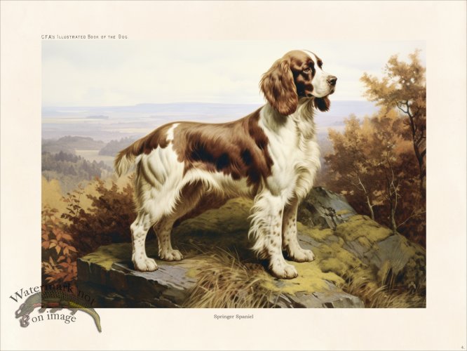 (image for) CFA Dog Britany Spaniel 04
