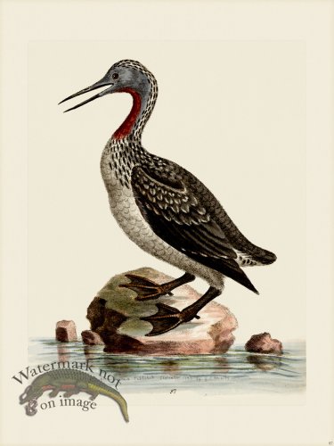 (image for) Edwards 097 Red throated Ducker