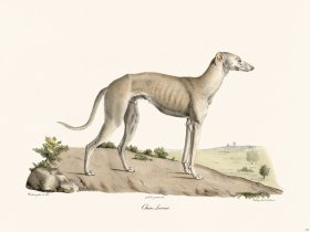 Cuvier 159 Dog Lure