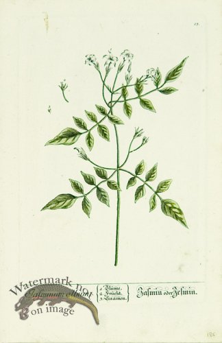 Blackwell German 241